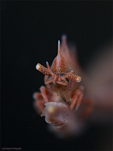 Dragon shrimp by Iyad Suleyman 